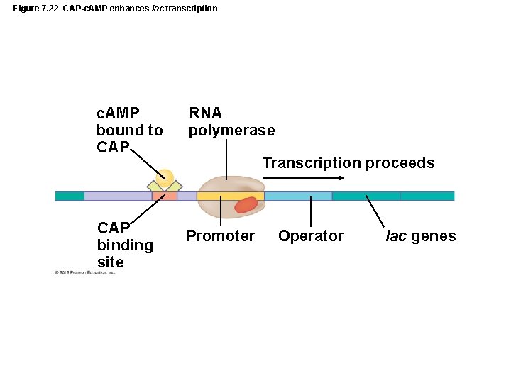 Figure 7. 22 CAP-c. AMP enhances lac transcription c. AMP bound to CAP RNA