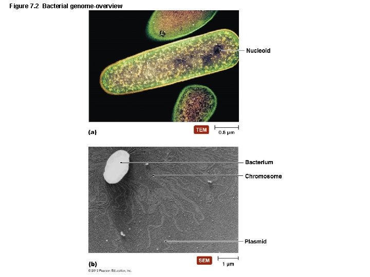 Figure 7. 2 Bacterial genome-overview 