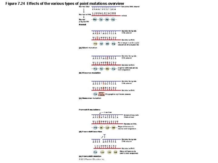 Figure 7. 24 Effects of the various types of point mutations-overview 