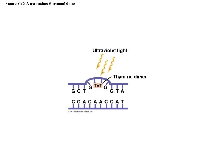 Figure 7. 25 A pyrimidine (thymine) dimer Ultraviolet light Thymine dimer 