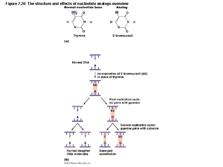 Figure 7. 26 The structure and effects of nucleotide analogs-overview 
