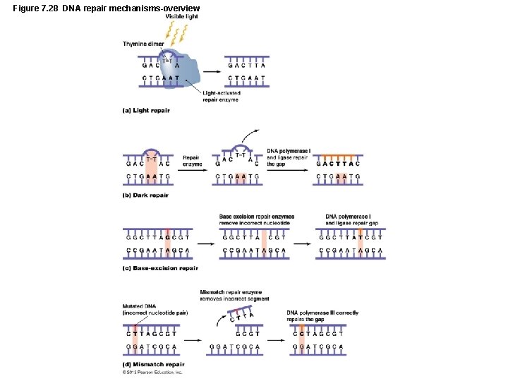 Figure 7. 28 DNA repair mechanisms-overview 