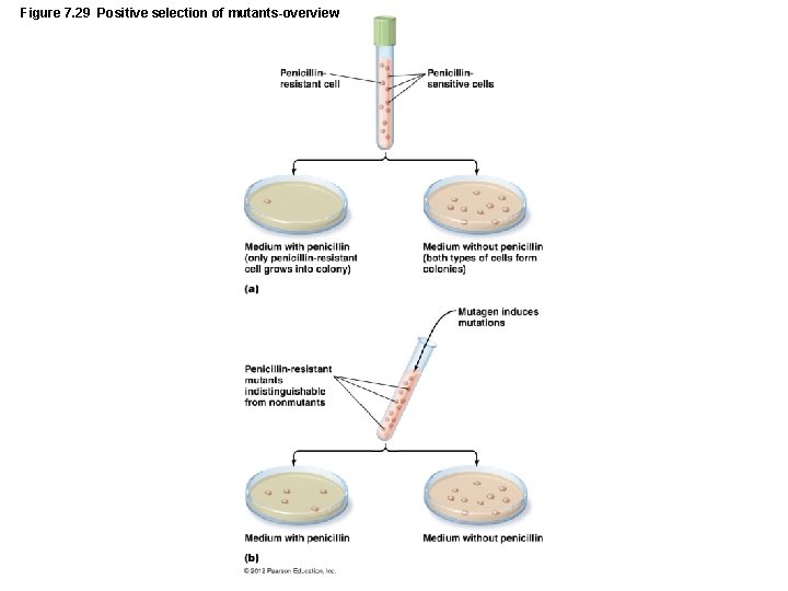 Figure 7. 29 Positive selection of mutants-overview 