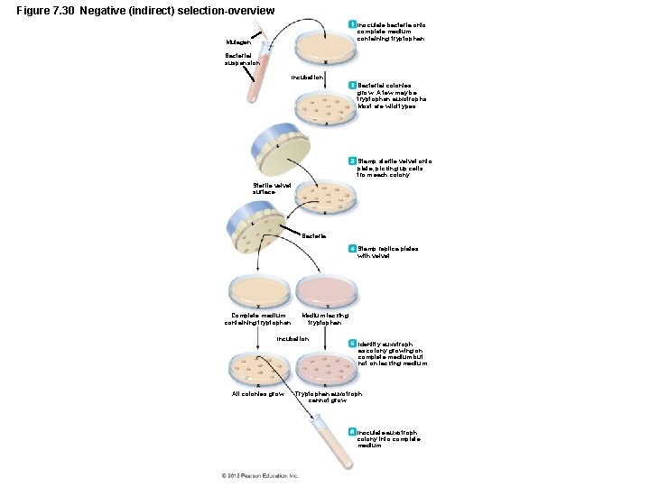 Figure 7. 30 Negative (indirect) selection-overview Inoculate bacteria onto complete medium containing tryptophan. Mutagen