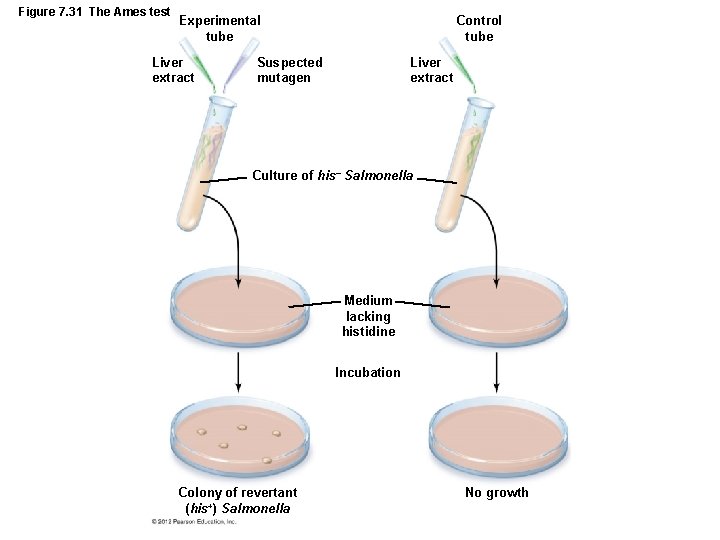 Figure 7. 31 The Ames test Experimental tube Liver extract Control tube Suspected mutagen