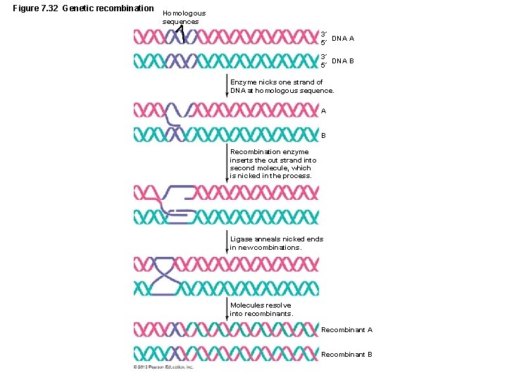 Figure 7. 32 Genetic recombination Homologous sequences 3´ DNA A 5´ 3´ DNA B