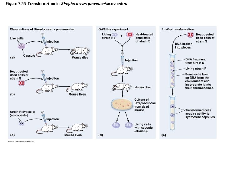 Figure 7. 33 Transformation in Streptococcus pneumoniae-overview 