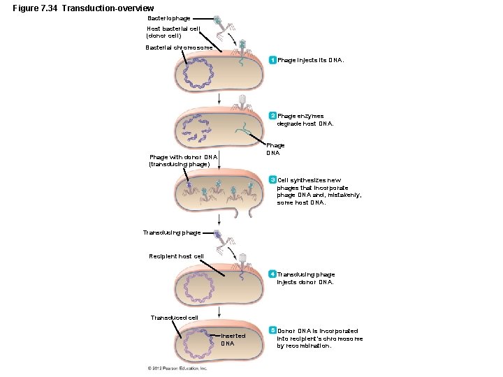 Figure 7. 34 Transduction-overview Bacteriophage Host bacterial cell (donor cell) Bacterial chromosome Phage injects