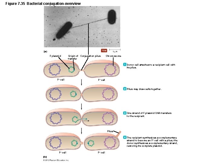Figure 7. 35 Bacterial conjugation-overview F plasmid Origin of Conjugation pilus transfer Chromosome Donor