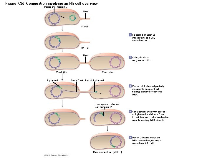 Figure 7. 36 Conjugation involving an Hfr cell-overview Donor chromosome Pilus F+ cell F