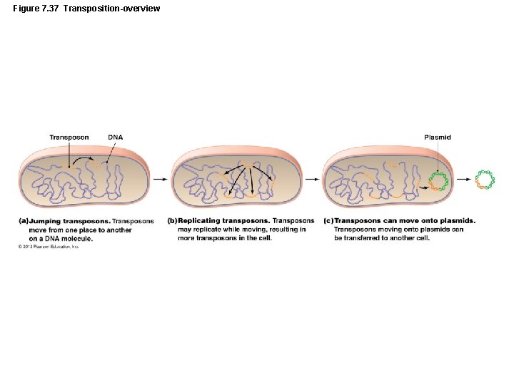 Figure 7. 37 Transposition-overview 