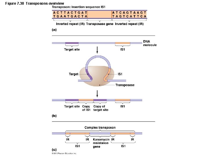 Figure 7. 38 Transposons-overview 