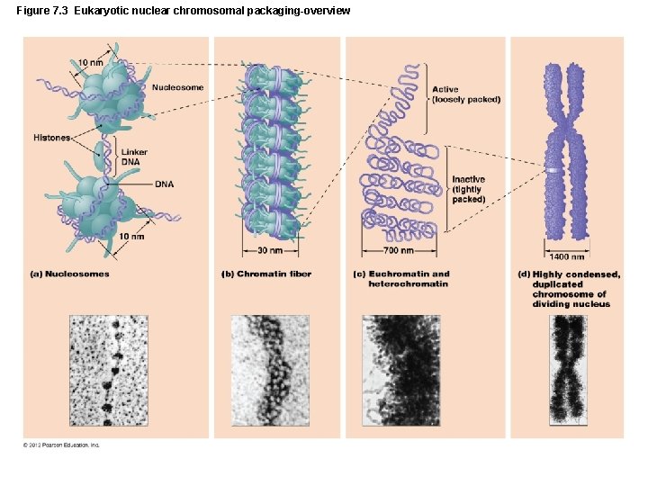 Figure 7. 3 Eukaryotic nuclear chromosomal packaging-overview 