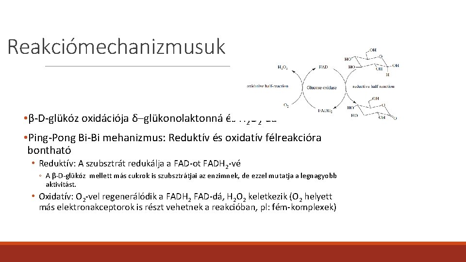 Reakciómechanizmusuk • β-D-glükóz oxidációja δ–glükonolaktonná és H 2 O 2 -dá • Ping-Pong Bi-Bi Reakciómechanizmusuk • β-D-glükóz oxidációja δ–glükonolaktonná és H 2 O 2 -dá • Ping-Pong Bi-Bi