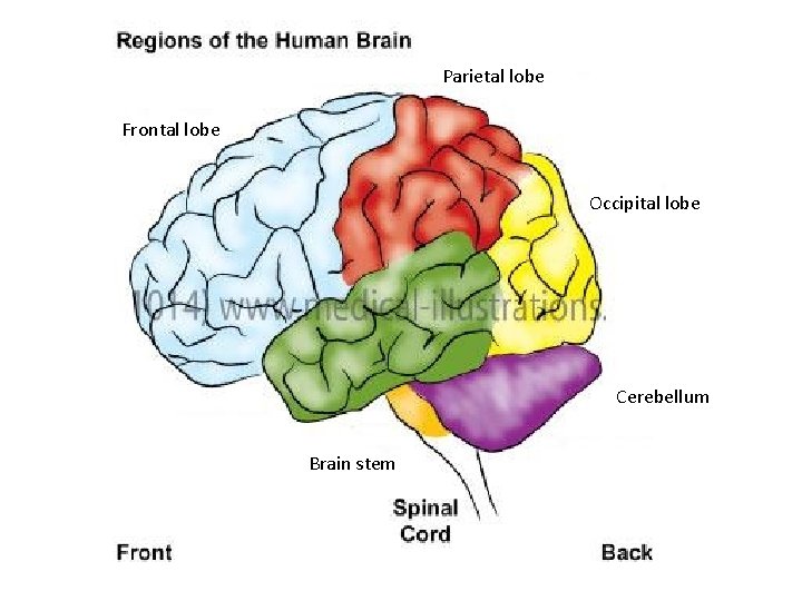 Parietal lobe Frontal lobe Occipital lobe Cerebellum Brain stem 