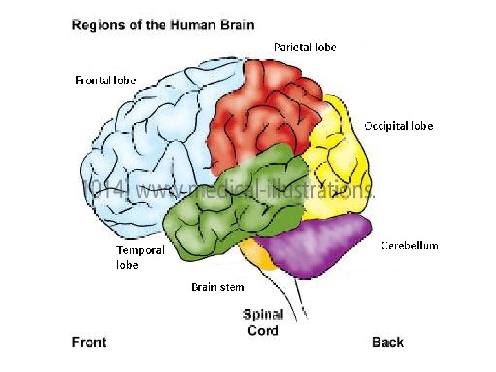 Parietal lobe Frontal lobe Occipital lobe Cerebellum Temporal lobe Brain stem 