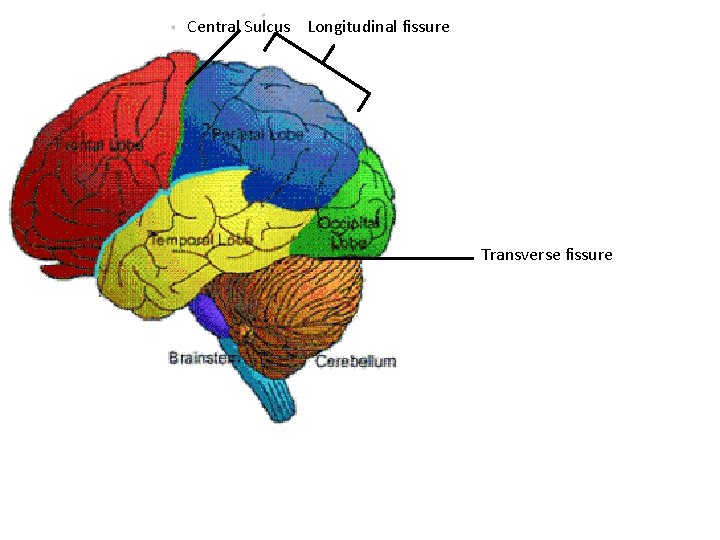 Central Sulcus Longitudinal fissure Transverse fissure 