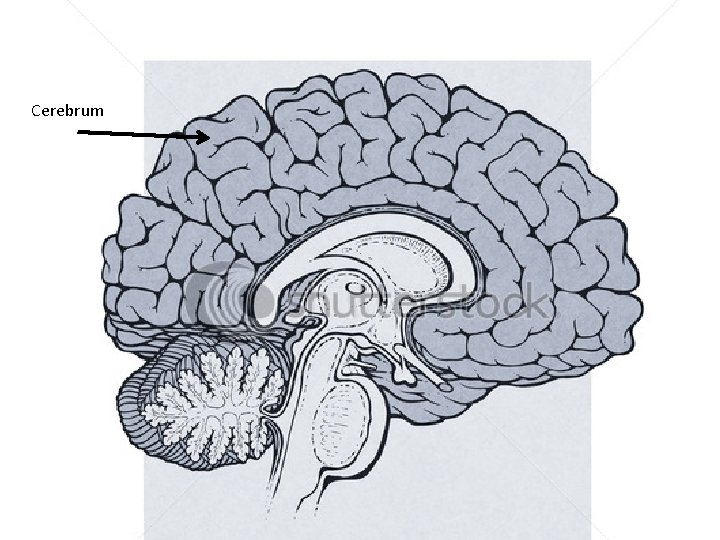 Cerebrum 