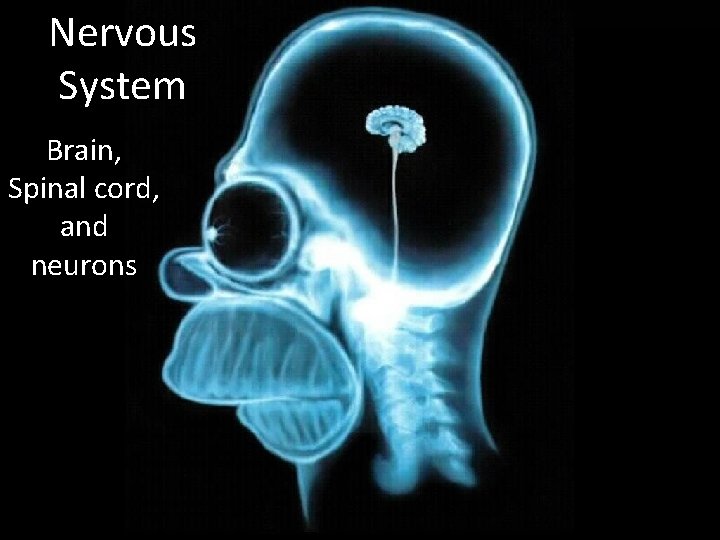 Nervous System Brain, Spinal cord, and neurons 