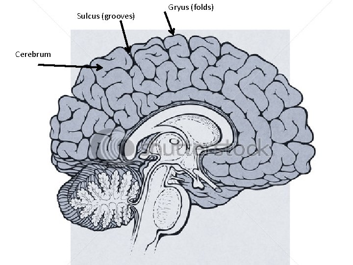 Sulcus (grooves) Cerebrum Gryus (folds) 