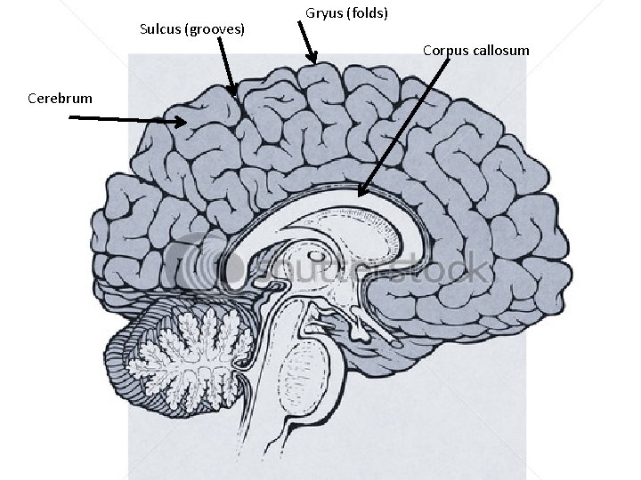 Sulcus (grooves) Gryus (folds) Corpus callosum Cerebrum 