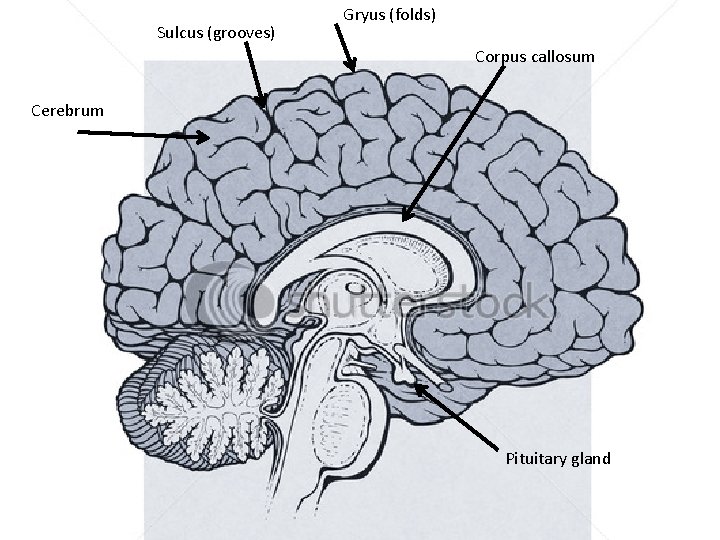 Sulcus (grooves) Gryus (folds) Corpus callosum Cerebrum Pituitary gland 