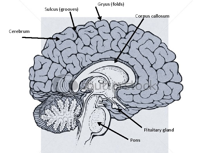 Sulcus (grooves) Gryus (folds) Corpus callosum Cerebrum Pituitary gland Pons 
