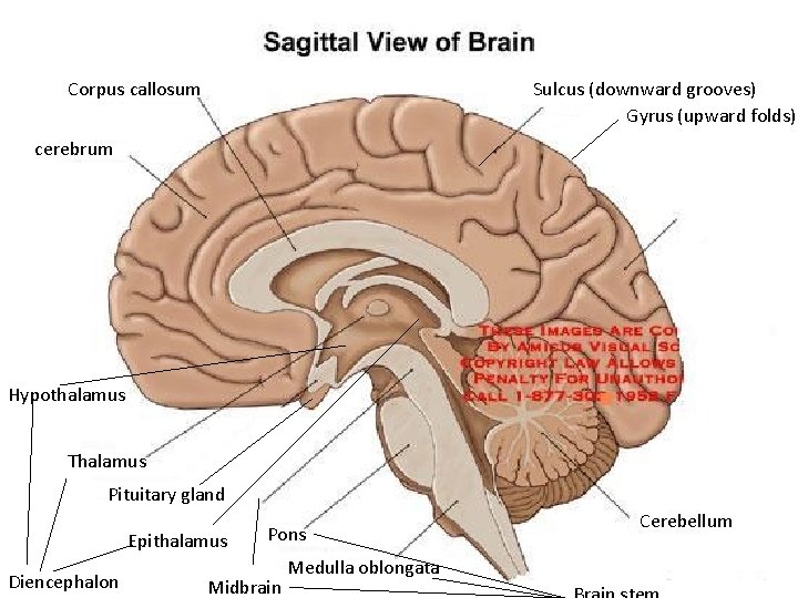 Corpus callosum Sulcus (downward grooves) Gyrus (upward folds) cerebrum Hypothalamus Thalamus Pituitary gland Epithalamus