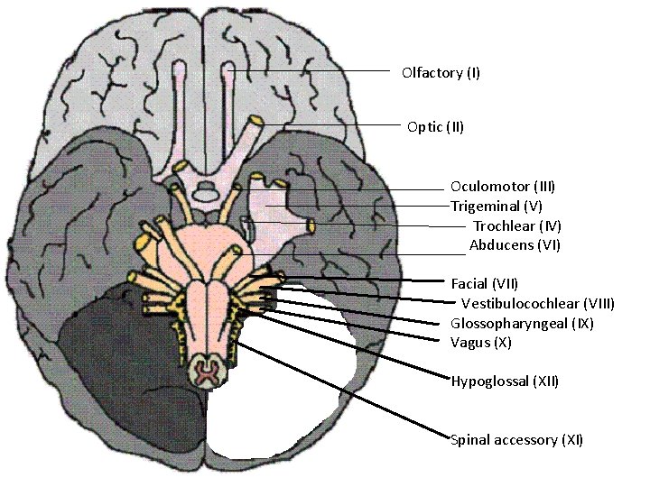 Olfactory (I) Optic (II) Oculomotor (III) Trigeminal (V) Trochlear (IV) Abducens (VI) Facial (VII)