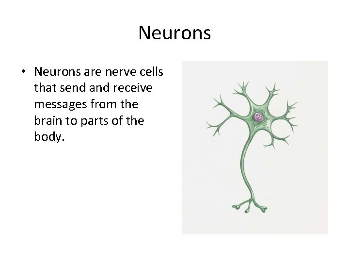 Neurons • Neurons are nerve cells that send and receive messages from the brain