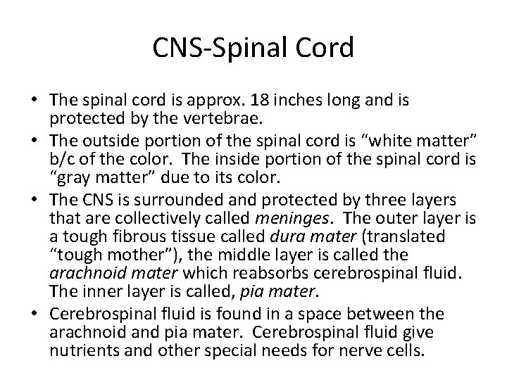 CNS-Spinal Cord • The spinal cord is approx. 18 inches long and is protected