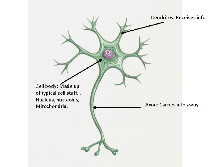 Dendrites: Receives info. Cell body: Made up of typical cell stuff… Nucleus, nucleolus, Mitochondria.