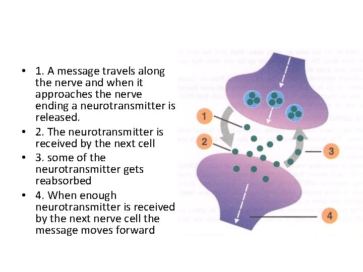  • 1. A message travels along the nerve and when it approaches the