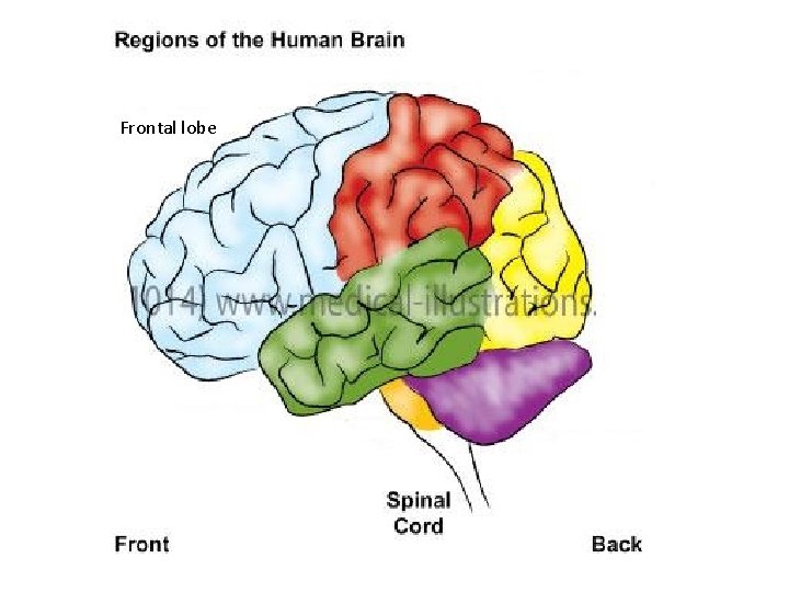 Frontal lobe 