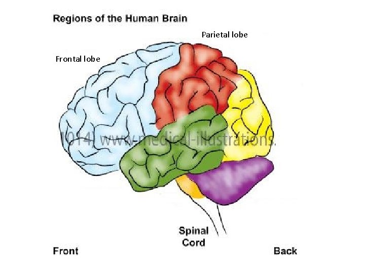 Parietal lobe Frontal lobe 