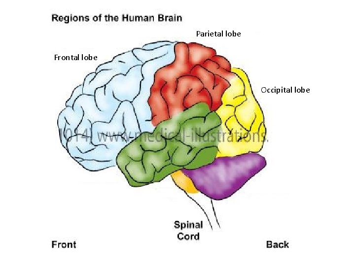 Parietal lobe Frontal lobe Occipital lobe 