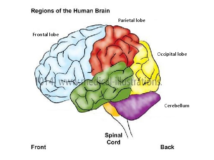 Parietal lobe Frontal lobe Occipital lobe Cerebellum 