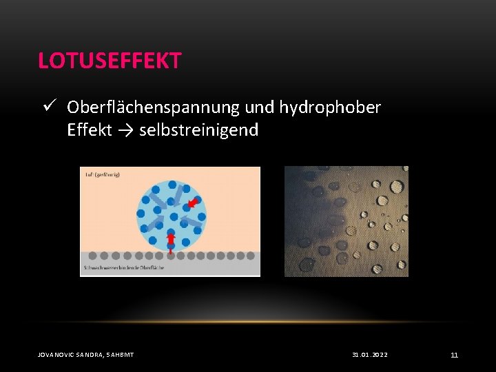 LOTUSEFFEKT ü Oberflächenspannung und hydrophober Effekt → selbstreinigend JOVANOVIC SANDRA, 5 AHBMT 31. 01.