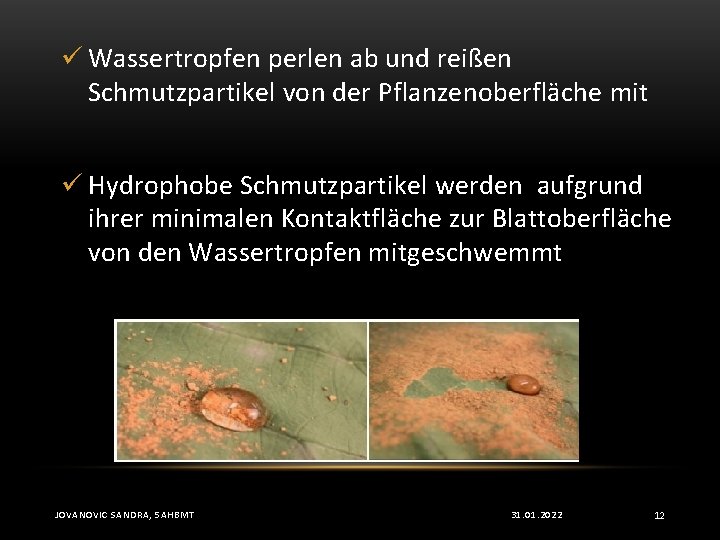 ü Wassertropfen perlen ab und reißen Schmutzpartikel von der Pflanzenoberfläche mit ü Hydrophobe Schmutzpartikel