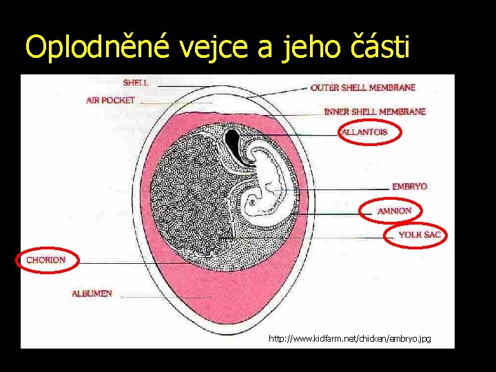 Oplodněné vejce a jeho části http: //www. kidfarm. net/chicken/embryo. jpg 