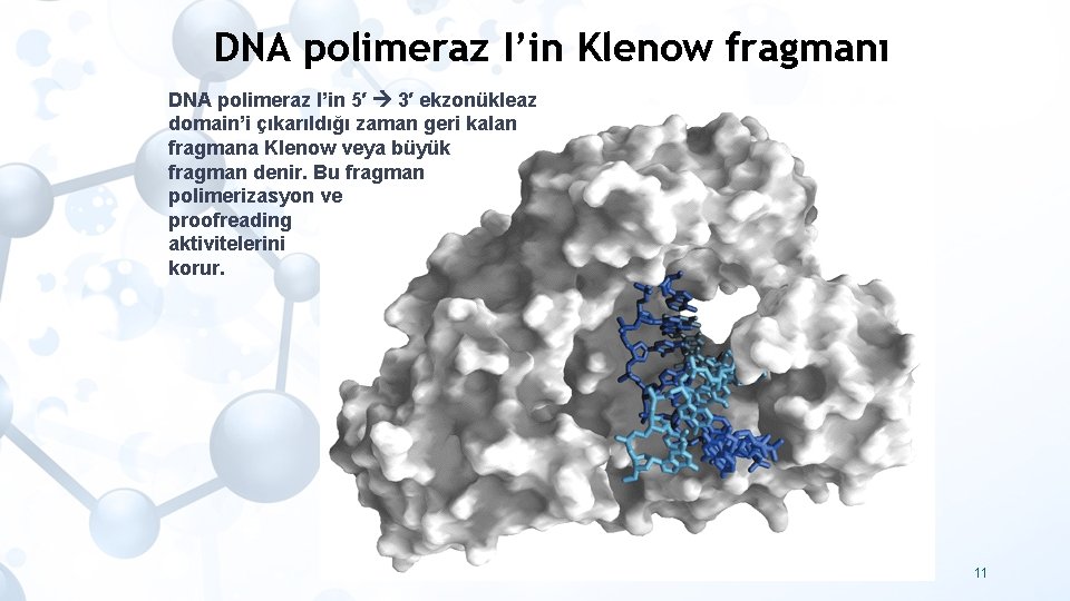 DNA polimeraz I’in Klenow fragmanı DNA polimeraz I’in 5′ 3′ ekzonükleaz domain’i çıkarıldığı zaman