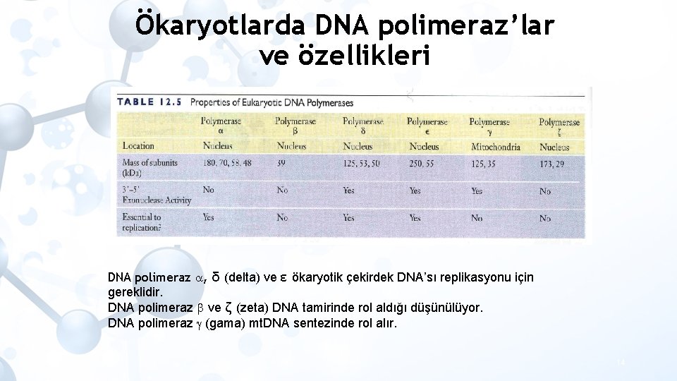 Ökaryotlarda DNA polimeraz’lar ve özellikleri DNA polimeraz , δ (delta) ve ε ökaryotik çekirdek