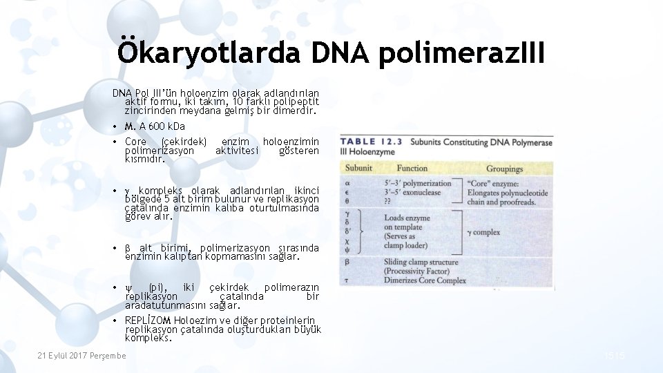 Ökaryotlarda DNA polimeraz. III DNA Pol III’ün holoenzim olarak adlandırılan aktif formu, iki takım,