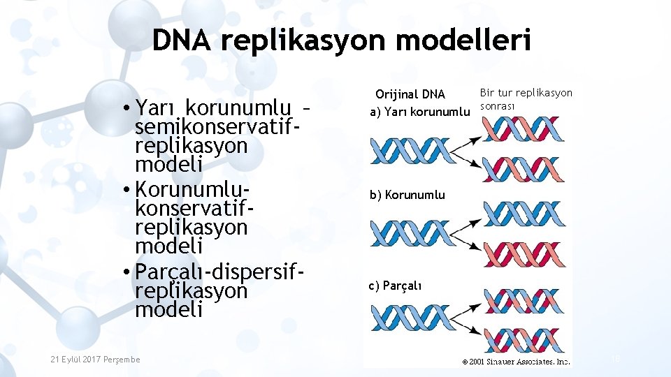 DNA replikasyon modelleri • Yarı korunumlu – semikonservatifreplikasyon modeli • Korunumlukonservatifreplikasyon modeli • Parçalı-dispersifreplikasyon