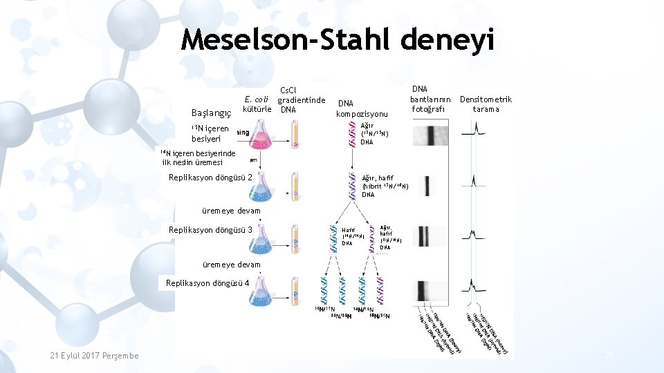 Meselson-Stahl deneyi Başlangıç Cs. Cl E. coli gradientinde kültürleri DNA 15 N içeren besiyeri