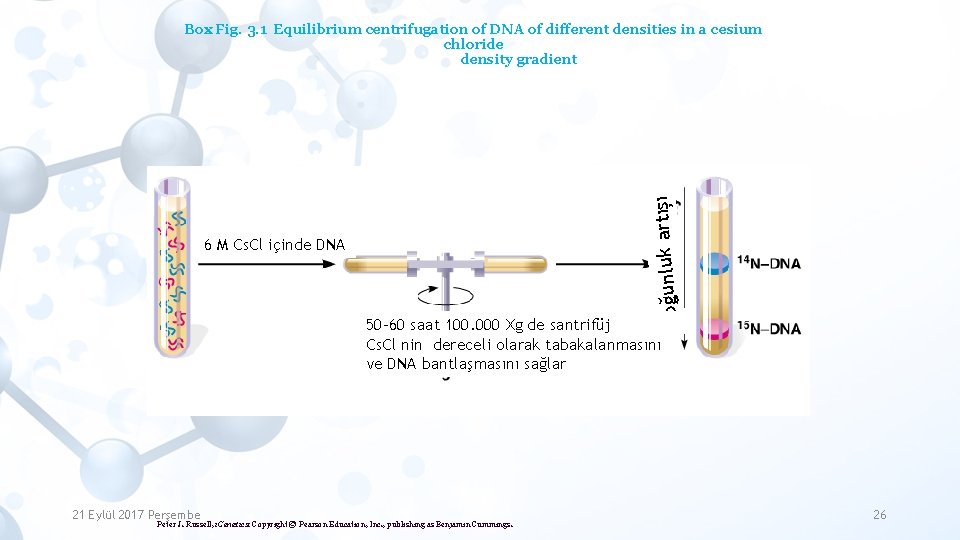 6 M Cs. Cl içinde DNA Yoğunluk artışı Box Fig. 3. 1 Equilibrium centrifugation