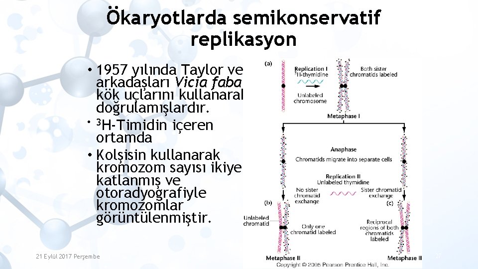 Ökaryotlarda semikonservatif replikasyon • 1957 yılında Taylor ve arkadaşları Vicia faba kök uçlarını kullanarak