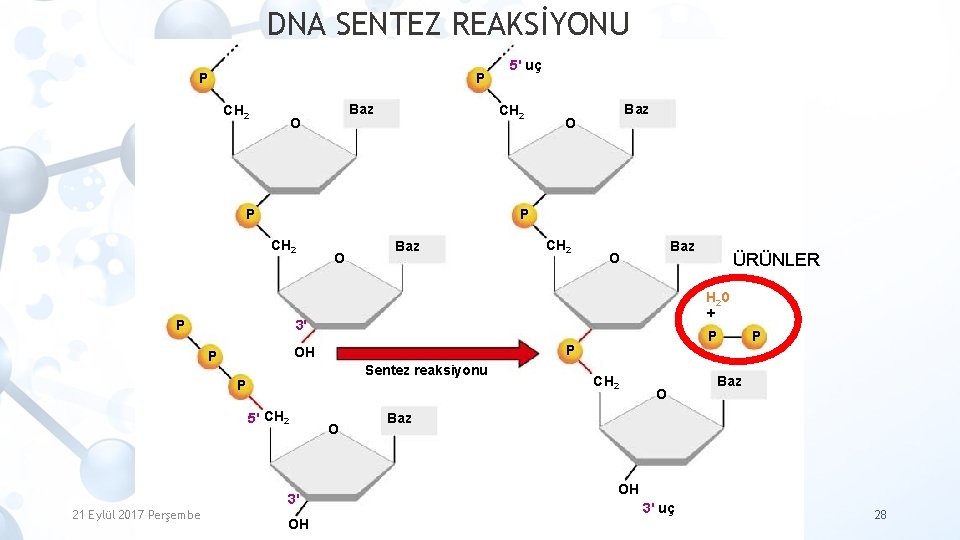 DNA SENTEZ REAKSİYONU P P CH 2 Baz O CH 2 P Baz O