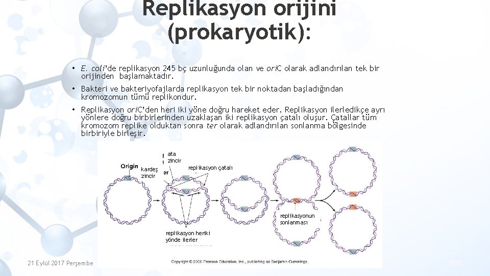 Replikasyon orijini (prokaryotik): • E. coli’de replikasyon 245 bç uzunluğunda olan ve ori. C