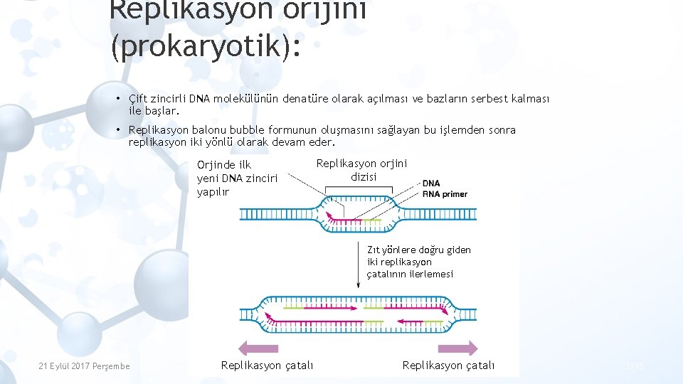 Replikasyon orijini (prokaryotik): • Çift zincirli DNA molekülünün denatüre olarak açılması ve bazların serbest